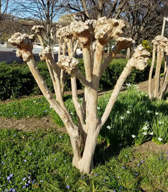 Springtime landscape background with a pruned Crape Myrtle tree trunk ready to start growing.