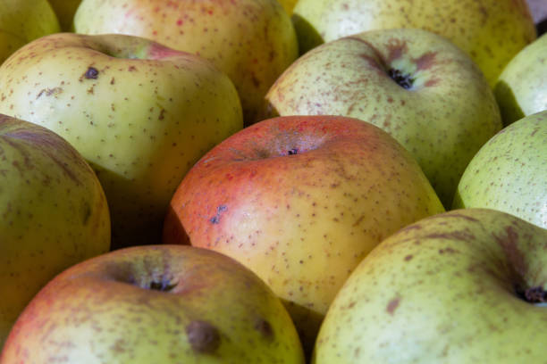 Apples Reineta - Manzanas Reineta stock photo