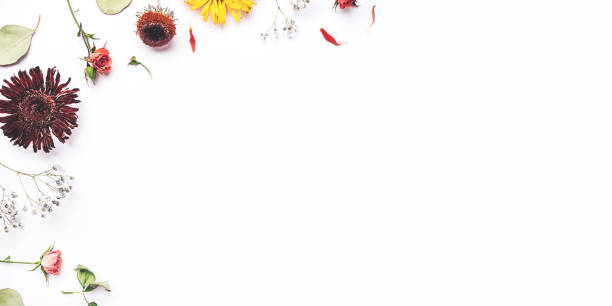 istock Frame of dry flowers on white background. 1204455422