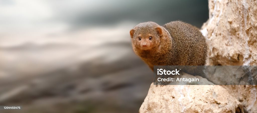 Dwarf Mongoose Mongoose Stock Photo