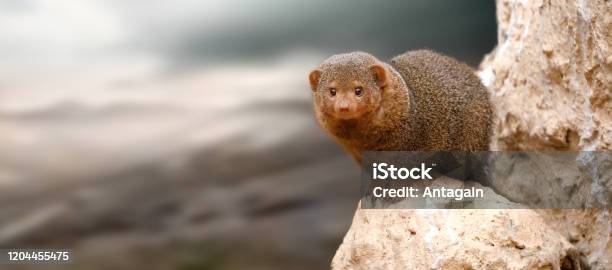 Dwarf Mongoose Stock Photo - Download Image Now - Mongoose, Dwarf Mongoose, Animal