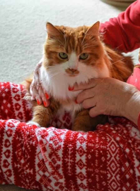 istock Red cat and woman resting home 1204455895