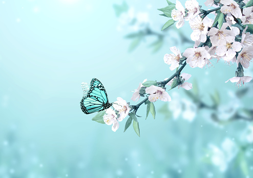 Beautiful magic spring scene with cherry flowers and butterfly