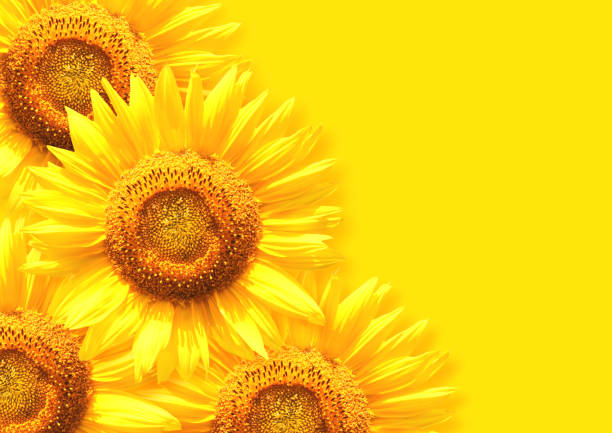 istock Sunflower on background of yellow color 1204458092