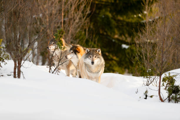 istock Wolves amidst bare trees on snow in sunny day 1204458363