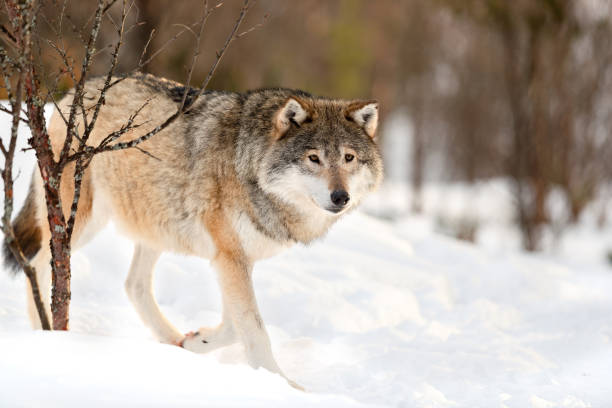 istock Alert brown Canis Lupus walking on snow 1204458367