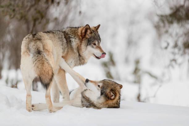 istock Eurasian wolves roughhousing on snow at Nature Park 1204458385