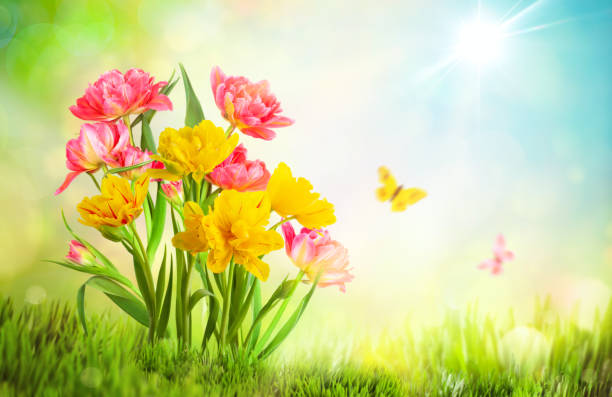 istock Beautiful yellow and pink tulips flowers on blurred light background. 1204458689