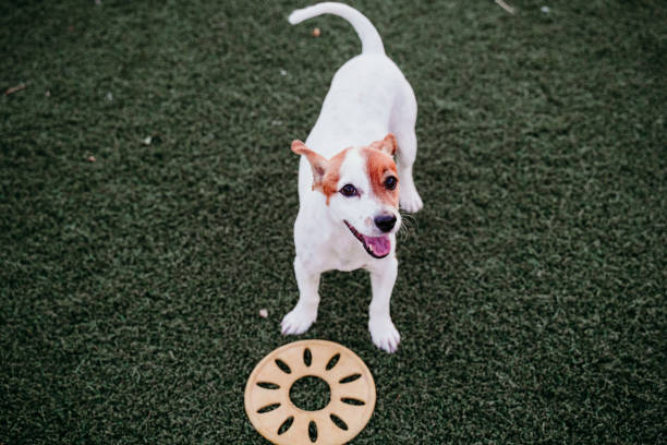 cachorrinho bonito jack russell terrier cão brincando ao ar livre com brinquedo amarelo. cachorro feliz ao pôr do sol. animais de estimação ao ar livre - puppy dog toy outdoors - fotografias e filmes do acervo