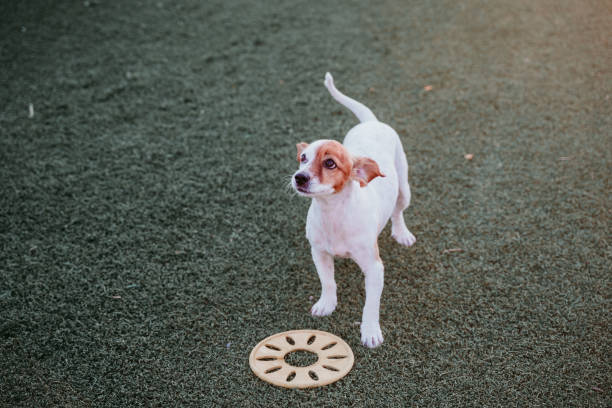 cachorrinho bonito jack russell terrier cão brincando ao ar livre com brinquedo amarelo. cachorro feliz ao pôr do sol. animais de estimação ao ar livre - puppy dog toy outdoors - fotografias e filmes do acervo