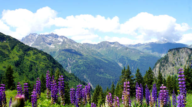 istock Blue lupines in the high mountains 1204459891
