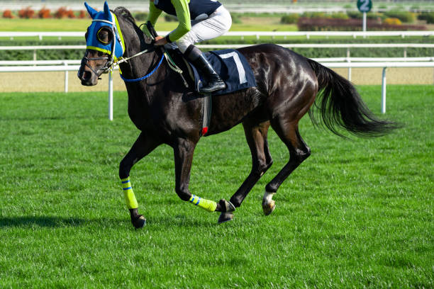 The horse is running to finish