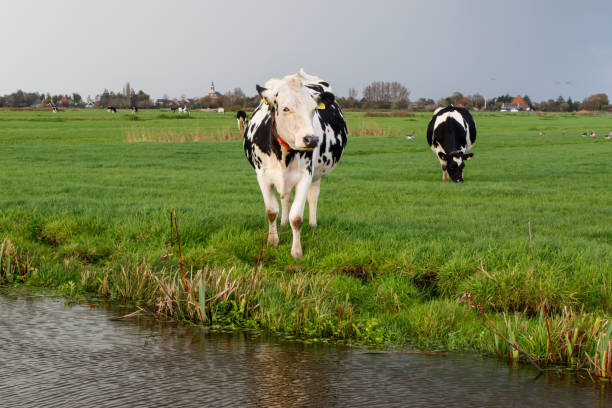 istock Cows in the meadow in the Netherlands 1204461146