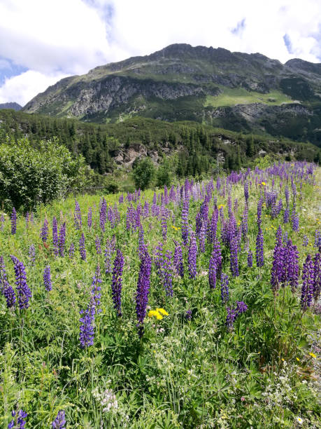 istock Blue lupines in the mountains 1204461220
