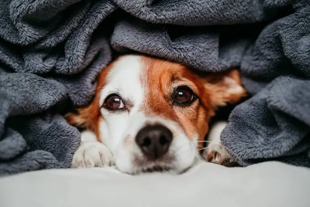 Photo of cute small jack russell dog sitting on bed, covered with a grey blanket. Resting at home. Pets indoors