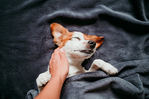 cute small jack russell dog sleeping on bed on a grey blanket. Woman owner hand cuddling her dog. POV. Pets indoors at home