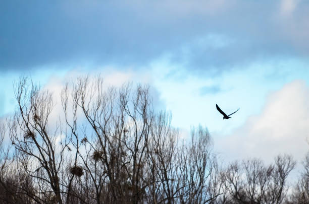 istock One black bird flies over the crowns of trees 1204462115