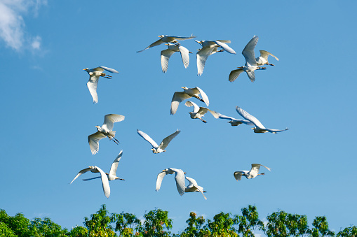 A flock of white Cattle Egrets, fly together each morning after sunrise toward the pacific coast of Costa Rica.
