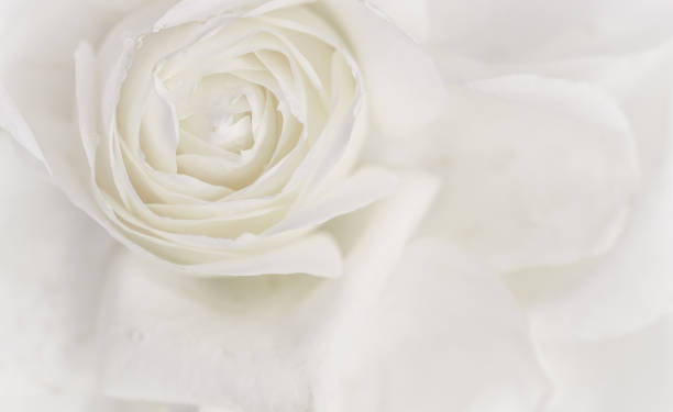istock Soft focus, abstract floral background, white rose flower. Macro flowers backdrop for holiday brand design 1204462903