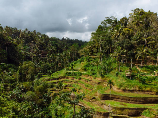 istock Tegallalang Rice terraces in Ubud 1204463038