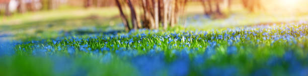 Panoramic view to spring flowers in the park. New fresh scilla blossom on beautiful morning with sunlight in the forest in april. Wildflowers in the nature