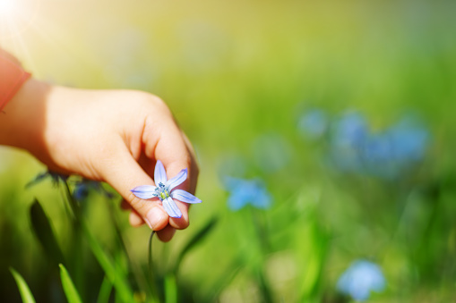 Child picking a scilla flower on beautiful spring day. Hand with blue springflower outdoors in nature on field background