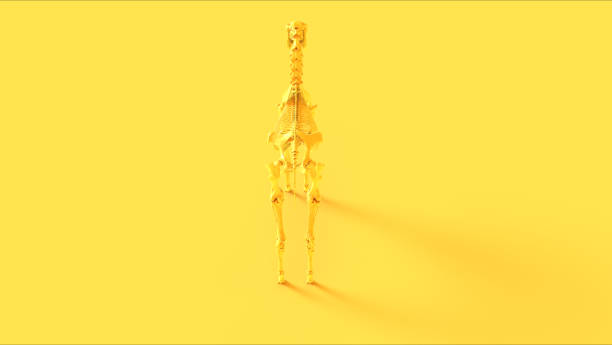 istock Yellow Horse Skeletal System Anatomical 1204465810