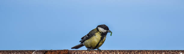 istock Bird in the wide shot 1204466823