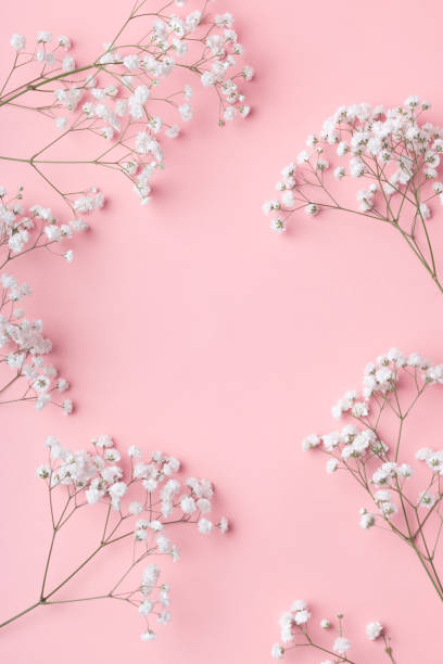 piccoli fiori di gypsophila bianchi sdraiati in una cornice su uno sfondo rosa con luogo per il testo. - small bouquet foto e immagini stock