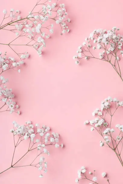 Small white gypsophila flowers lying in a frame on a pink background with place for text. Gentle romantic concept for the inscription and title of a post or article.