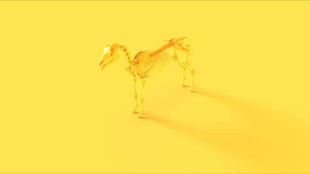 Yellow Horse Skeletal System Anatomical 3d illustration 3d render