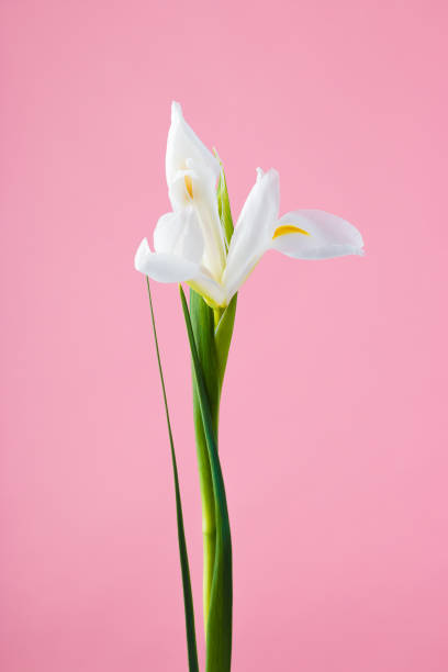 istock Beautiful delicate white iris flower on a green stem and leaves on a pink background. 1204468196