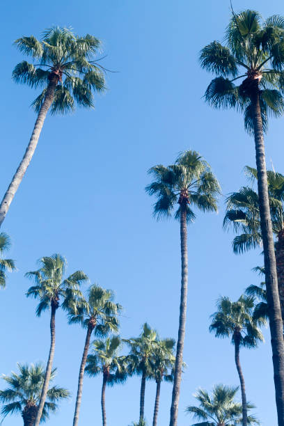 istock Palm trees in front of blue sky 1204469572