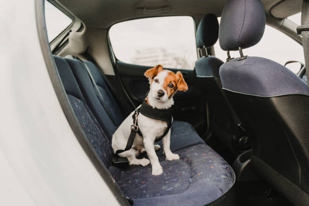 cute small jack russell dog in a car wearing a safe harness and seat belt. Ready to travel. Traveling with pets concept stock photo