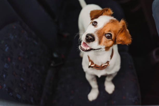 cute small jack russell dog in a car watching by the window. ready to travel. traveling with pets concept - standing puppy cute animal imagens e fotografias de stock