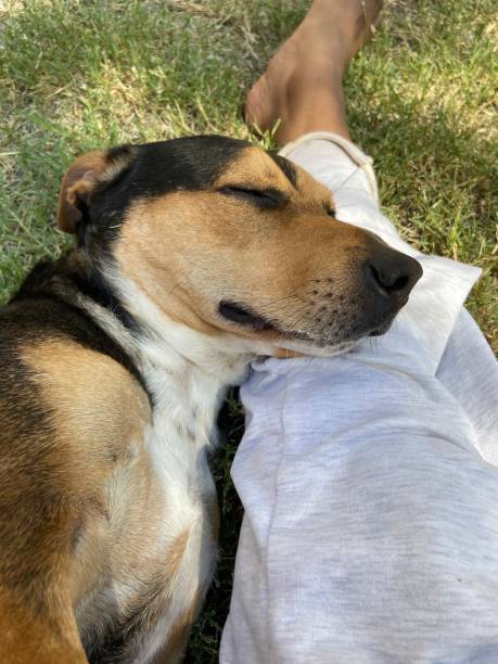 istock Dog relaxing on owner's leg 1204470051
