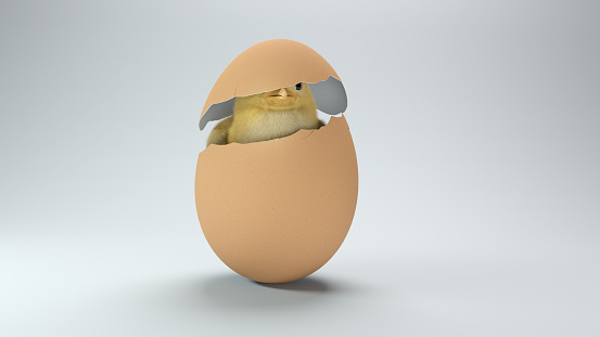 Chick en una cáscara de huevo roto sobre fondo blanco photo