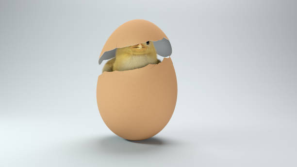 Chick in a broken eggshell on white background Chick in a broken eggshell on white background eggshell stock pictures, royalty-free photos & images