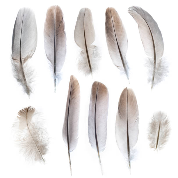 istock Set of feathers isolated on white. 1204471443