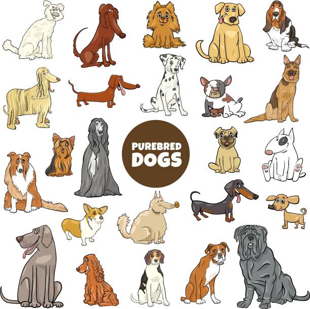 Cartoon Purebred Dog Characters Large Set Stock Illustration - Download  Image Now - Dog, Cartoon, Drawing - Art Product - iStock