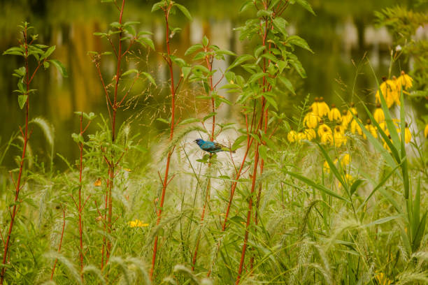 Indigo bunting perched on a plant next to a pond in Chicago
