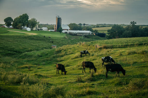 Cows grazing in a grassy field at sunset