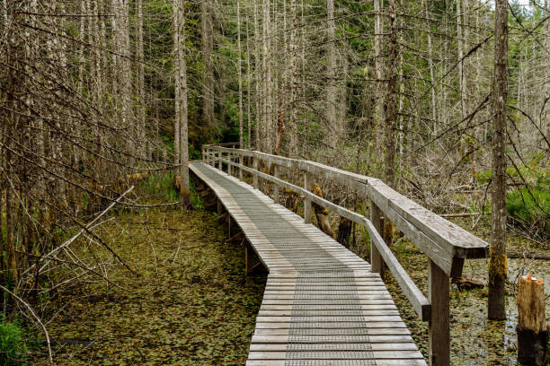 istock Path to the forest interior. Smuggler's Cove, Sunshine Coast, BC, Canada 1204473939