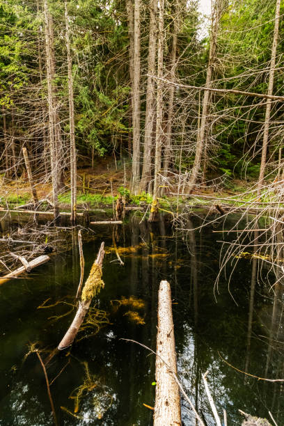 istock Survival after the forest fire. Smuggler's Cove, Sunshine Coast, BC, Canada 1204474313