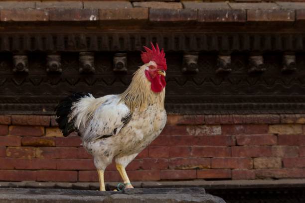 istock Rooster in front of temple 1204475597