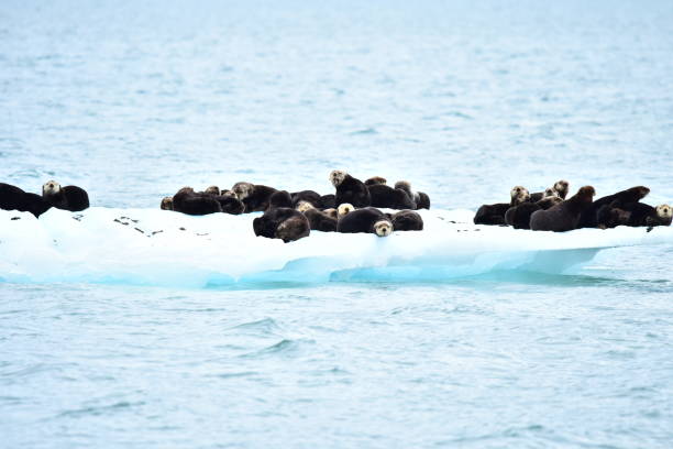 istock Sea Otters on an Iceberg 1204476122