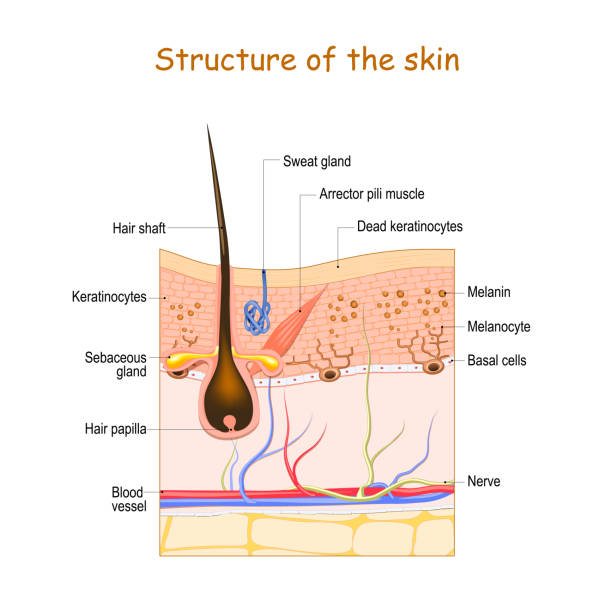 слои кожи с волосяным фолликулом, потовой железой и сальных желез. - melanocyte stock illustrations