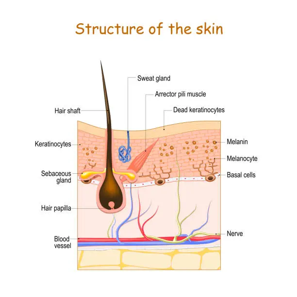 Vector illustration of Skin layers with hair follicle, sweat gland and sebaceous gland.