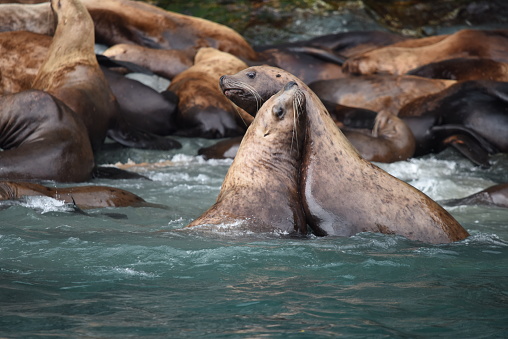 Female Steller sea lions tussle for position on the rocky shores of Prince William Sound, Alaska