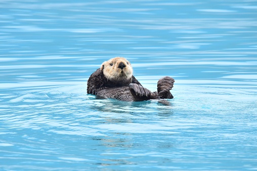 A sea otter lounges in the waters of Prince William Sound, Alaska